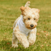 Custom Printed Pet Dog Hoodie Personalized Merchlist 4