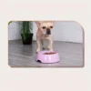 Custom Printed Pet Food Bowl Merchlist Add Your Pet Name to Custom Food Bowls 3