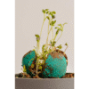 Custom Printed Plantable Flower Seed Balls Merchlist Add Your Design or Logo to Custom Plantable Flower Seed Balls 2